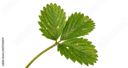 Single green strawberry plant leaf with visible veins and tiny holes isolated on a white background