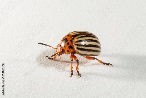 Colorado potato beetle (Leptinotarsa decemlineata; also known as the ten-striped spearman, the ten-lined potato beetle, and the potato bug).