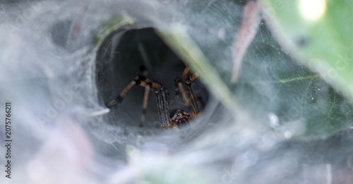 Photography spider on the web