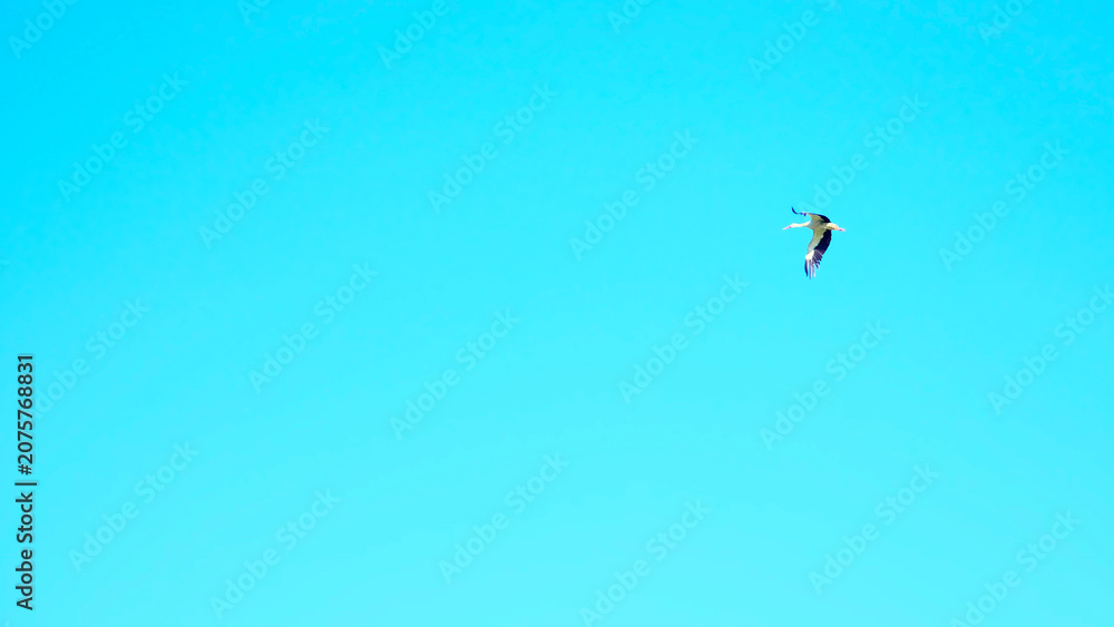 Fototapeta premium White stork flying alone high in the clear blue sky