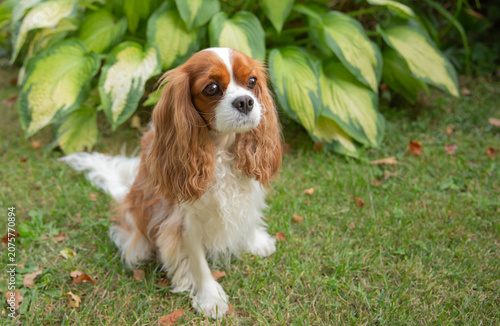 Foto Cute Cavalier King Charles Spaniel dog sitting on the green grass in a garden wi