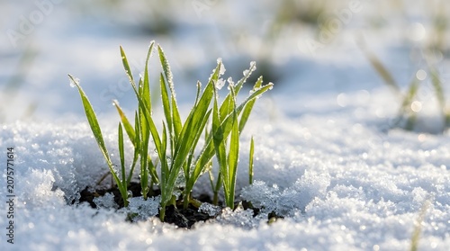 Green shoots emerging through snow