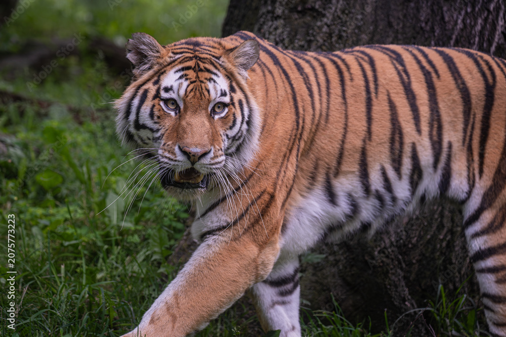 Fototapeta premium portrait of a Bengal tiger in the zoo