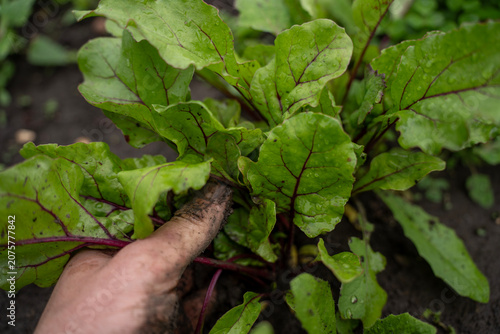 Cuadro en lienzo Dirty human hand harvesting or thinning young green beet tops with red veins in wet garden soil, organic beetroot farming process