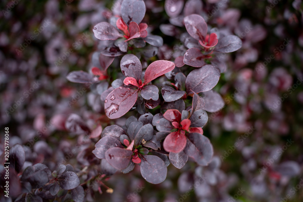 Obraz premium Purple and red leaves of a berberis thunbergii or thunberg barberry shrub with fresh rain drops, close up view of colorful decorative foliage in the garden.