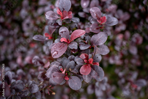 Принти на полотні Purple and red leaves of a berberis thunbergii or thunberg barberry shrub with fresh rain drops, close up view of colorful decorative foliage in the garden