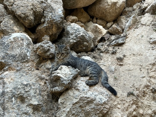 Photography tabby cat sits on rocks outside
