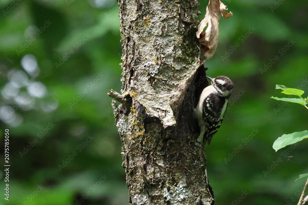 Fototapeta premium Juvenile Downy Woodpecker Peeking from Tree Cavity in Summer Forest
