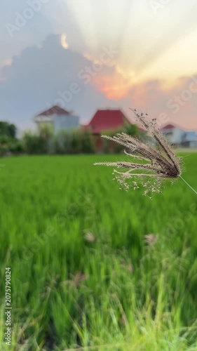Capturing a Gentle Breeze in a Lush Field at Sunset