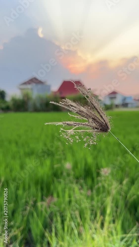 Engaging Rural Field Scene with Sunset Backdrop