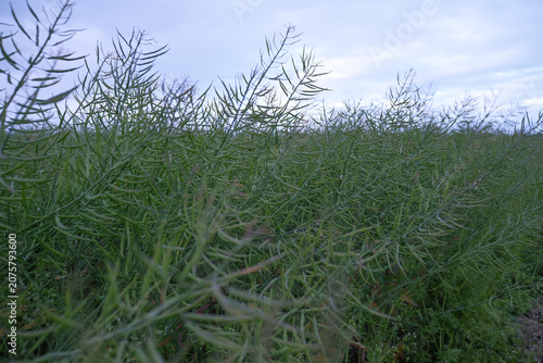 Green Rapeseed Plants, Young Brassica napus Crop in Agricultural Field, Fresh Growth Nature Concept
