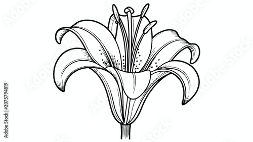 An illustration depicts a detailed black and white lily flower.