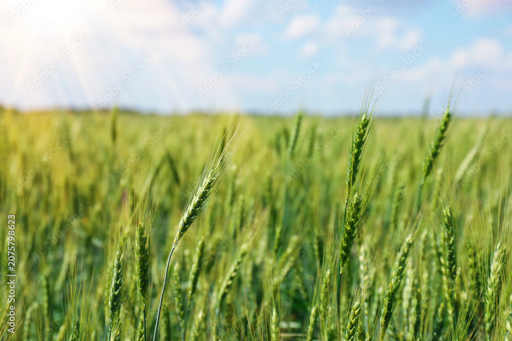 Fototapeta premium Wheat spikes growing in field outdoors, closeup. Space for text