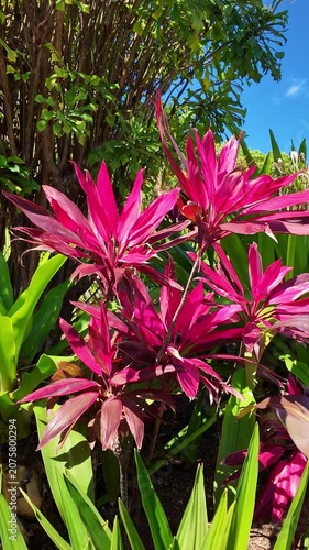Beautiful pink Cordyline Fruticosa growing in a tropical park under a blue sky