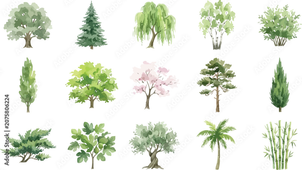 Fototapeta premium Set of various watercolor trees including oak pine willow birch and palm isolated on white background vector