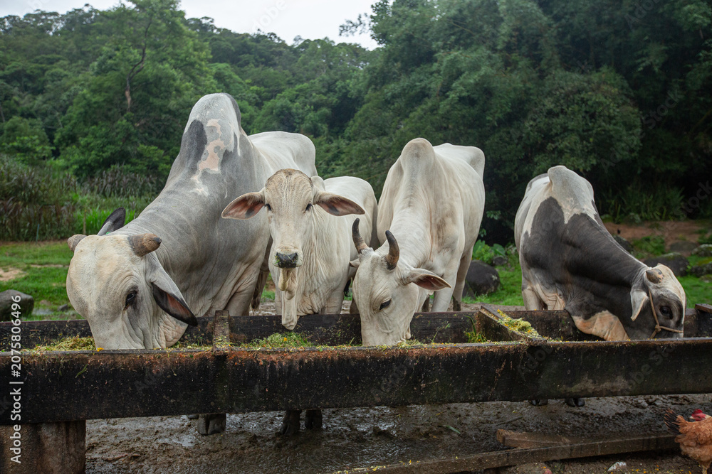 Fototapeta premium Grupo de bois Nelore reunidos comendo ração e silagem em cocho de madeira na fazenda