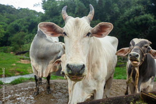 Fotografie Vaca Nelore branca em primeiro plano mastigando ração ao lado do cocho com reban