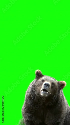 Brown bear roaring on green screen background