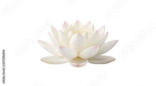 Blooming white lotus flower blossom isolated on plain surface with botanical meditation spiritual isolated blooming wellness relaxation delicate environment colorful botanics decorative
