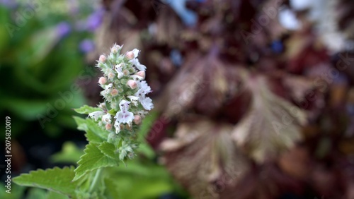 Obraz na plátně The Intricate Details of Nepeta Cataria: A crisp macro shot highlights the fuzzy green stem, textured leaves, and tiny trumpet-shaped white flowers blooming on an aromatic catnip plant