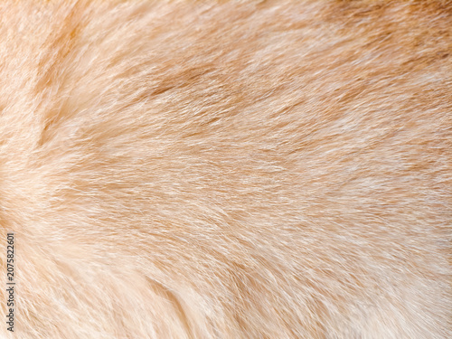 Cat Fur Close-Up. Ginger Cat's Back