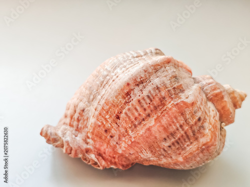 Seashell