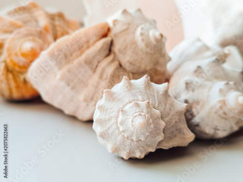 Seashell