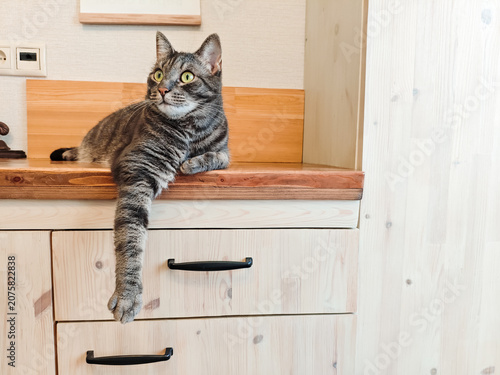 Gray Tabby Cat Lying on a Cabinet with a Paw Hanging Down