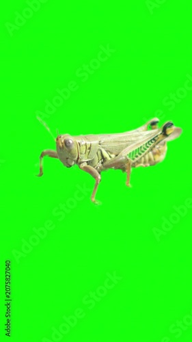 Green grasshopper macro shot on a chroma key background