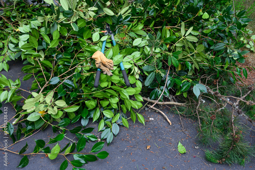 Fototapeta premium Pile of cut branches of camellia bush with pair of cutting loppers and leather gloves on top, home driveway, garden maintenance and cleanup 