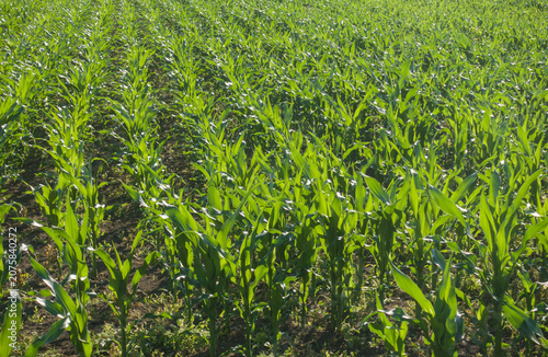 Green corn plants in a rows growing in agricultural field. Young maize seedlings in rows