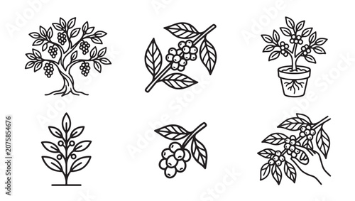 Detailed line art vector icon set featuring coffee plants and harvested beans agriculture caffeine illustration botanical collection isolated beverage stylized cultivation