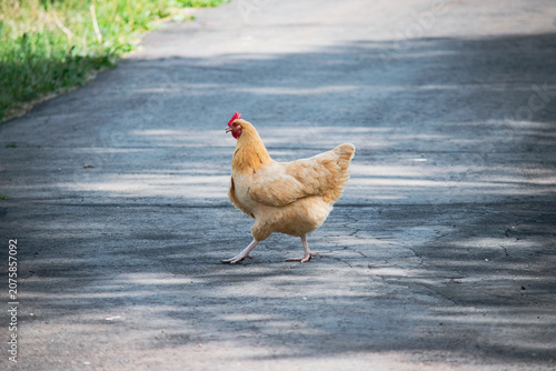 Why Did The Chicken Cross The Road?