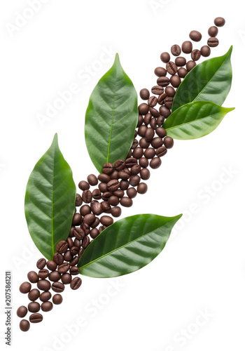 Fresh coffee plant leaves with ripened coffee beans