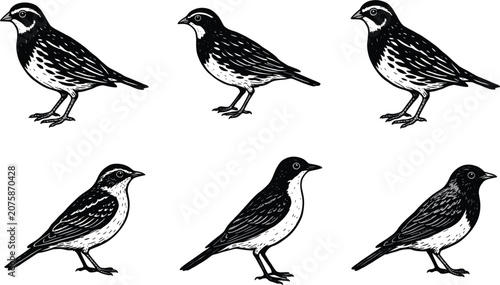 Obraz na plátně Vintage linocut bird sketch vector illustration isolated on white background, so