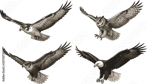 Fotografija Flying eagle, hawk and owl sketch vector illustration isolated on white backgrou