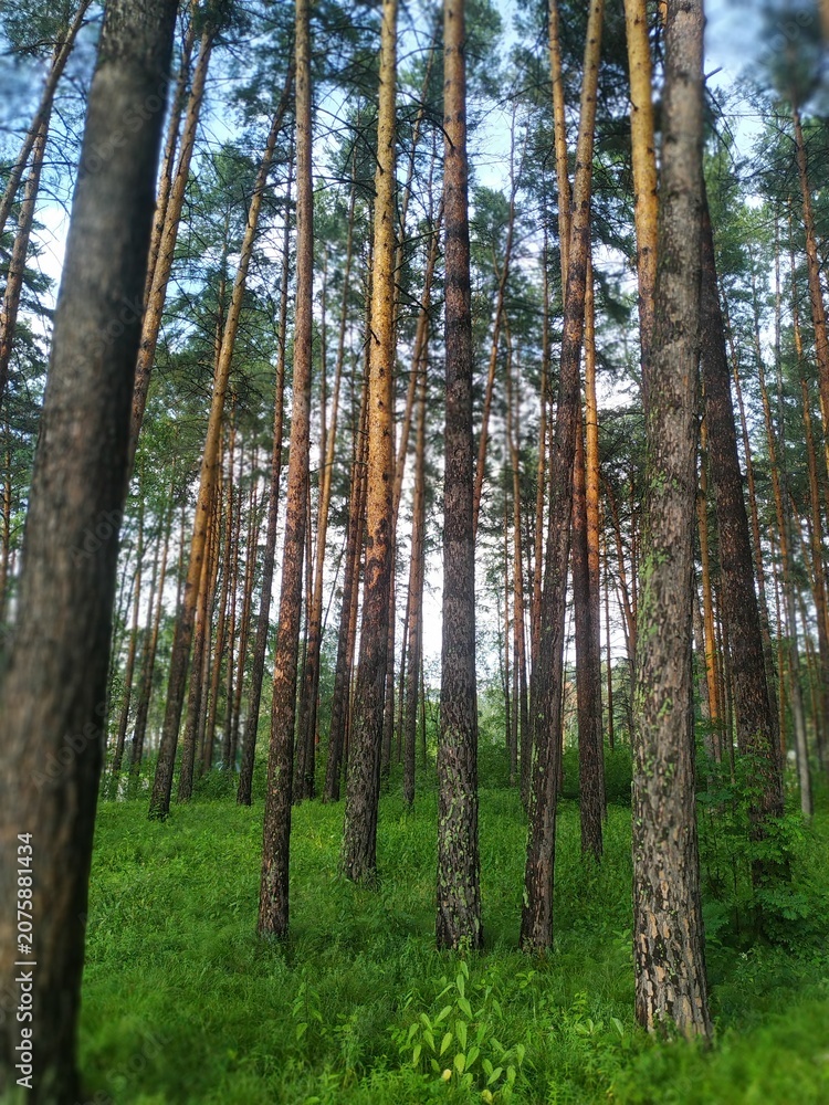 Obraz premium Low angle pine forest with green grass, sky and tilt-shift blur