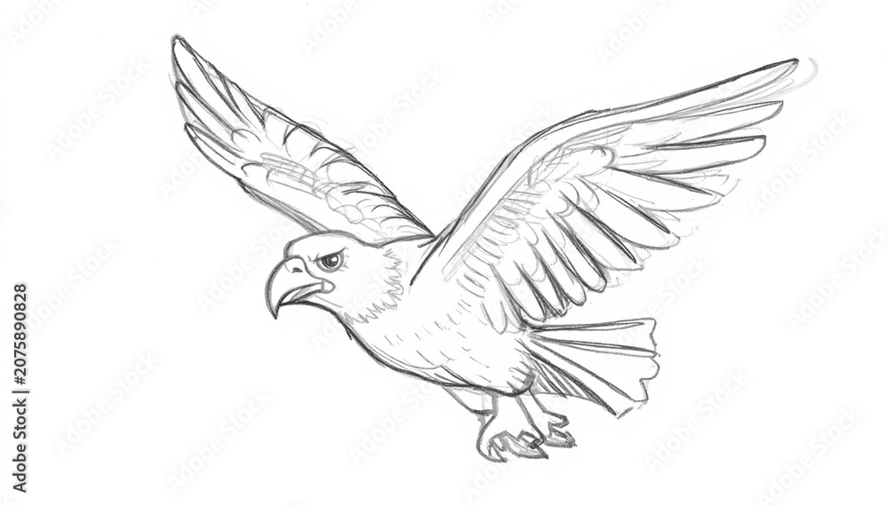Fototapeta premium Eagle Flying Spread Wings Pencil Sketch Wildlife Illustration
