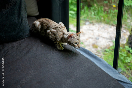 Fotografie Spotted Bengal cat crouching low in a playful pouncing pose on a sofa edge by the cabin window