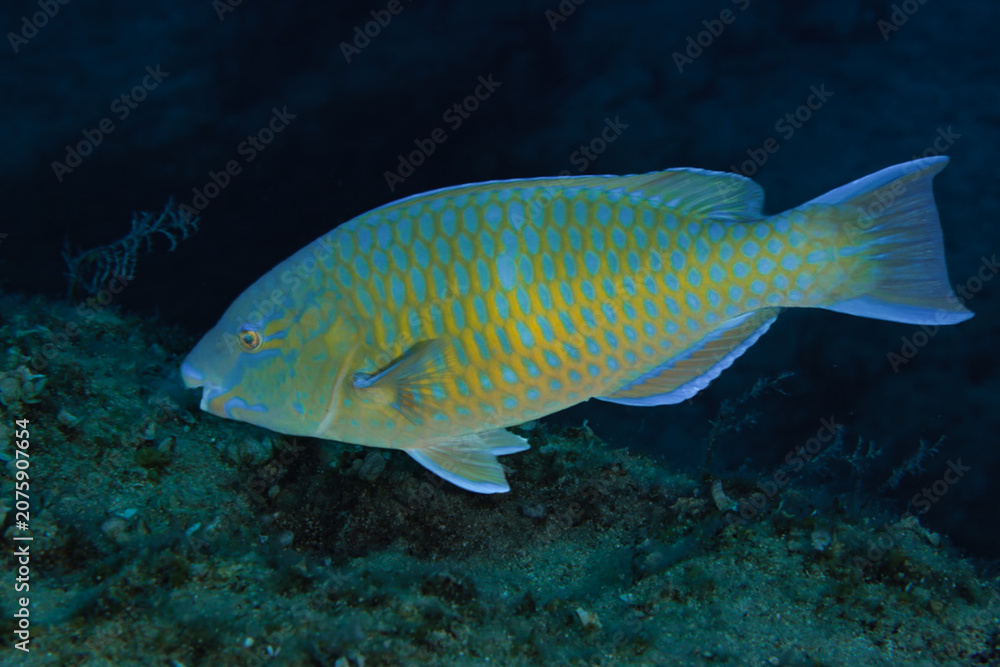 Fototapeta premium Beautiful parrot fish from Cyprus