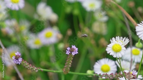 Small hoverfly taking off from purple flower in extreme close-up slow motion