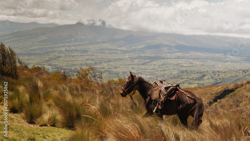 Принти на полотні Saddled horse overlooking valley and volcano, Andes mountains