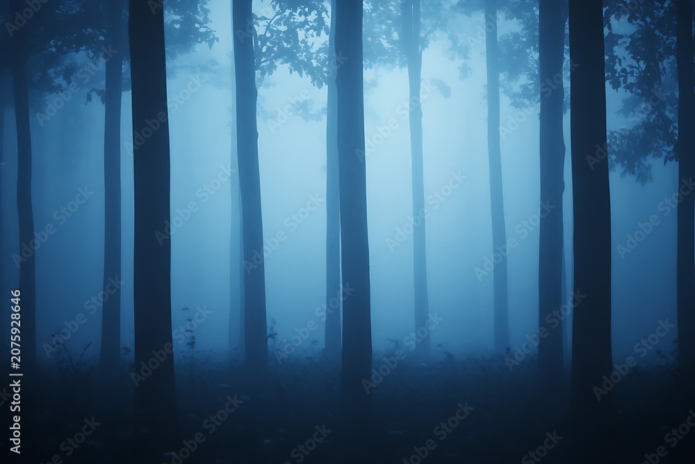 Obraz premium Mystical forest in twilight