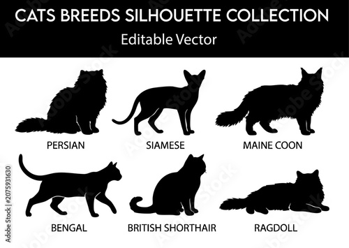 Foto Cat breeds silhouette collection, vector set with Persian, Siamese, Maine Coon,