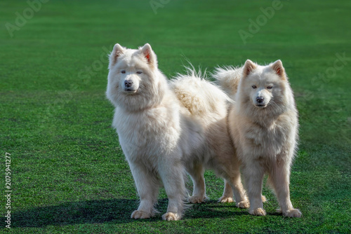 Fotografía Two beautiful fluffy Samoyed dogs standing on a green lawn with copy space