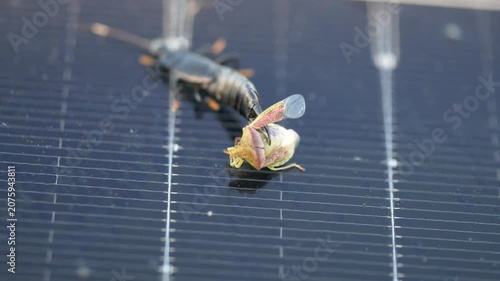 Earwig preying on bug macro - Dermaptera of Mauritius - slow motion