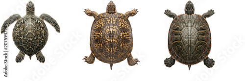 Three Detailed Turtles and Tortoises Top View Isolated on Transparent Background, Reptile Wildlife Terrapin Set Vector PNG