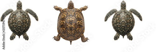 Bild auf Leinwand Sea Turtle and Tortoise PNG Clipart Set, Top View Marine Reptile and Land Tortoi