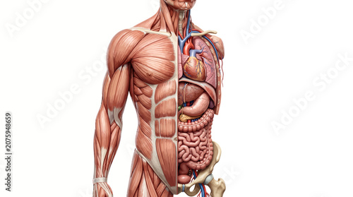 Schilderij op canvas Detailed illustration of a human male torso with visible muscles and internal organs, including the digestive and circulatory systems, against a plain white background
