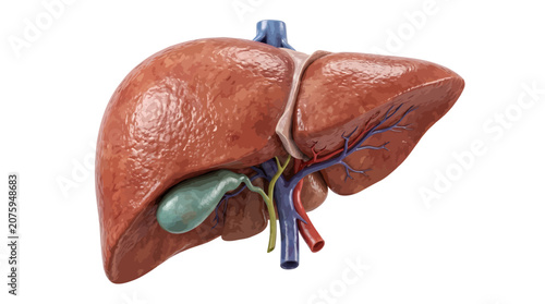 Foto Detailed anatomical illustration of a human liver with gallbladder and blood vessels on a white background
